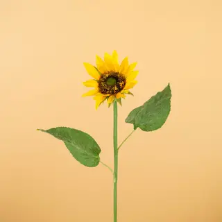 Kunst zonnebloemen