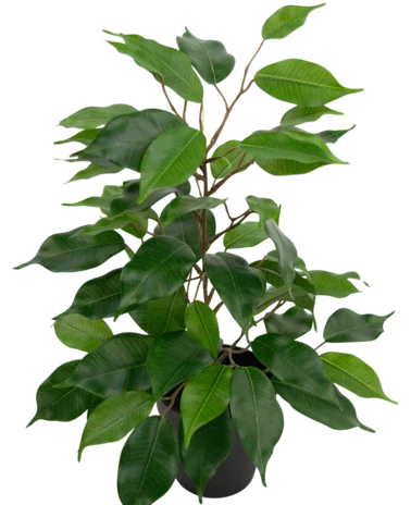 Greenmoods Kunstplant Ficus in Pot 40cm