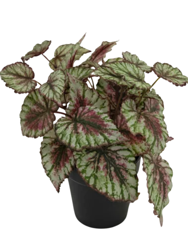 Greenmoods Kunstplant Begonia in pot 35cm
