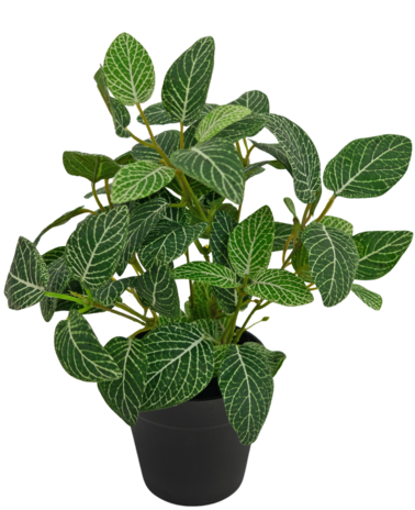 Greenmoods Kunstplant Fittonia Groen-wit in Pot 25cm