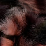 Imitatiebont Zwart / Gekleurd