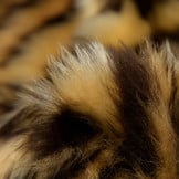 Imitatiebont Stof Korthaar Ocelot – Voor Kleding & Decoratie