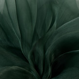 Organza Donkergroen