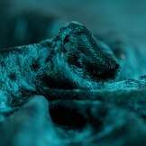 Velours de pannes uni kerstgroen