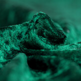 Velours de pannes uni groen