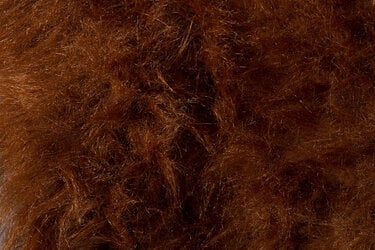 Bont langhaar bruin