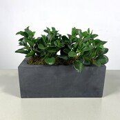 Kunststof Plantenbak Met Plant