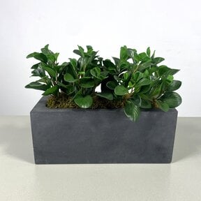 Kunststof Plantenbak Met Plant