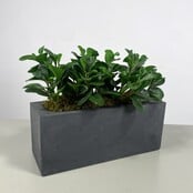 Kunststof Plantenbak Met Plant