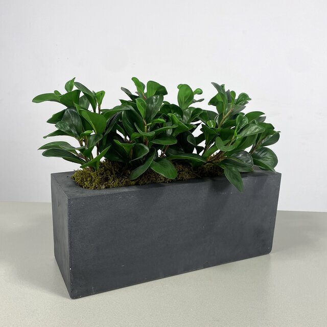 Kunststof Plantenbak Met Plant