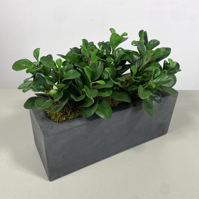 Kunststof Plantenbak Met Plant