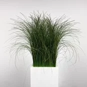 Kunstplant - 165 cm | Wit