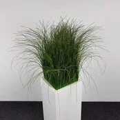 Kunstplant - 165 cm | Wit