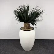 Kunstplant - 190 cm | Wit