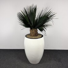 Kunstplant - 190 cm | Wit