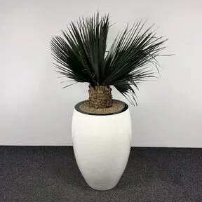 Kunstplant - 190 cm | Wit