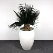 Kunstplant - 190 cm | Wit