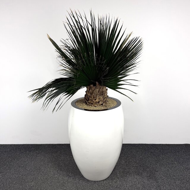 Kunstplant - 190 cm | Wit