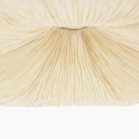 By-Boo Japandi Scandinavisch hanglamp Lokta 2 1-lichts naturel papier