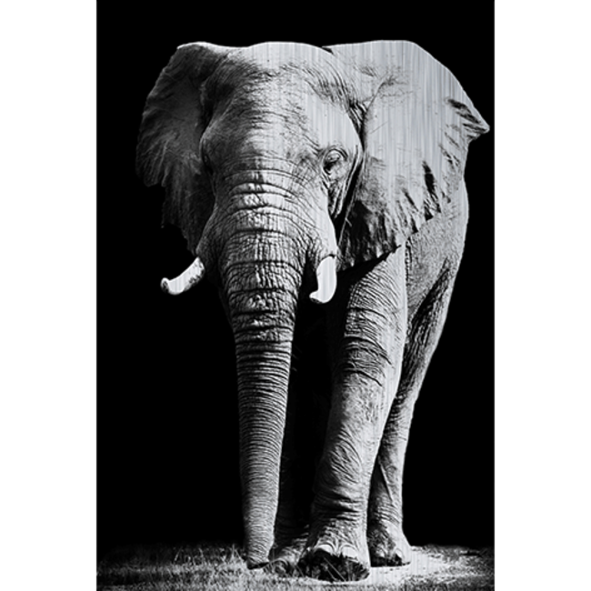MondiArt Alu Brush | Olifant 120 x 180