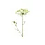 Countryfield Heracleum sphondylium wit kunsttak - Countryfield