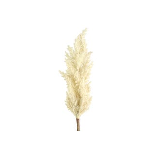 Countryfield Astilbe crème