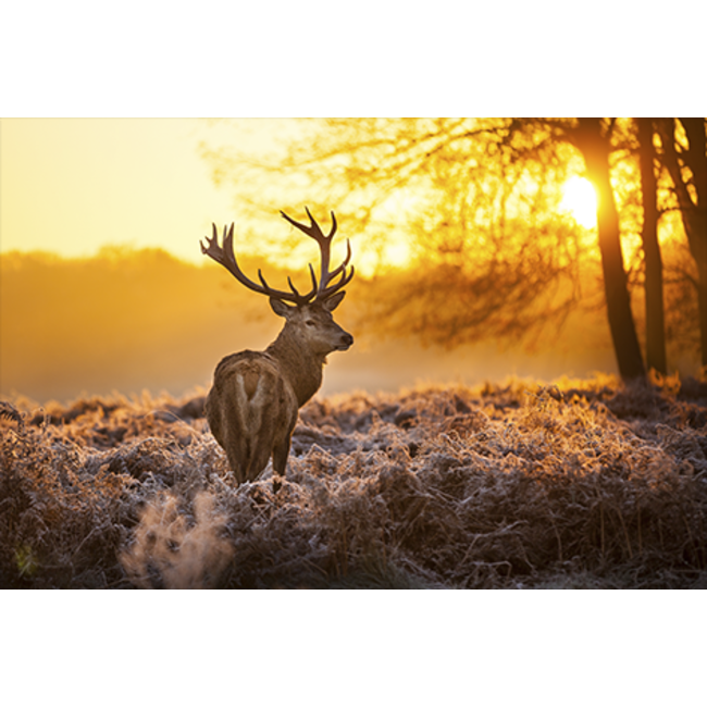 MondiArt Alu Art | Red Deer in Morning Sun - Wanddecoratie van MondiArt