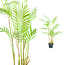 PTMD Palmboom groen in zwarte plastic pot - 148 cm hoog
