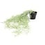 Countryfield Kunstplant Tillandsia groen