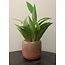 Light en Living Vaas BOWIE glas perzik-bruin - Diverse afmetingen