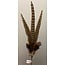 Light en Living Ornament Ø15x60 cm PHEASENT donker  bruin