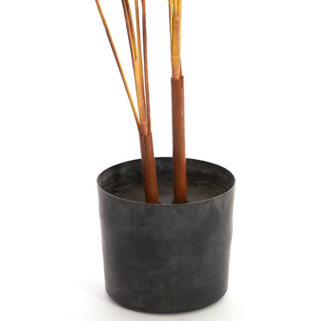 Parlane Ornament in pot STRELITZIA goud-bruin+zwart - Ø110 cm