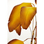 Parlane Ornament in pot STRELITZIA goud-bruin+zwart - Ø110 cm