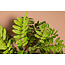 PTMD Kunsttak Leaves Plant green cassia leaves spray