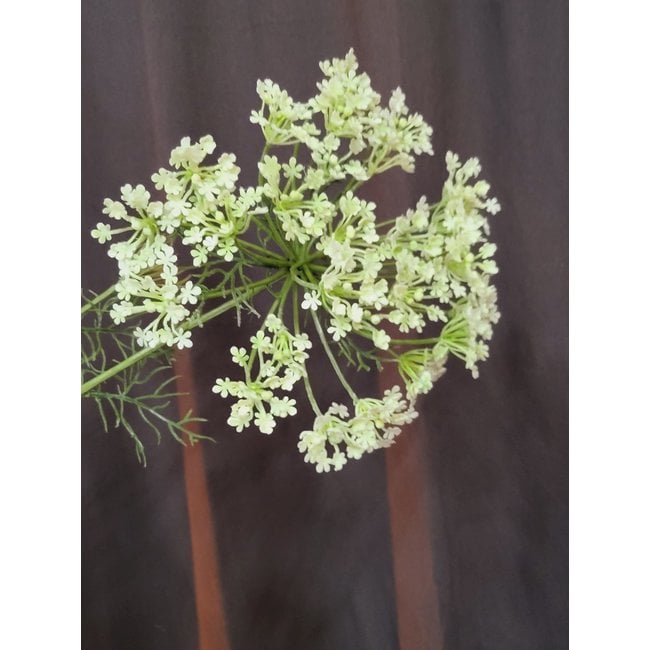Countryfield Heracleum sphondylium wit kunsttak - Countryfield