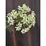 Countryfield Heracleum sphondylium wit kunsttak - Countryfield