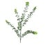 Countryfield Eucalyptus groen 1