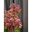 Countryfield Kunsttak Prunus - roze, wit blauw of fuchsia