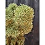 Countryfield Kunsttak Viburnum S  groen of geel