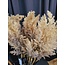 Countryfield Astilbe lichtbruin