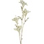 Countryfield Kunsttak Bauhinia Creme