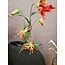 Countryfield Kunsttak Gloriosa oranje