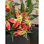 Countryfield Kunsttak Gloriosa oranje