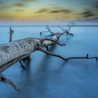 Wandkraft Art of Nature 041