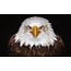 Wandkraft Bright Wings 015