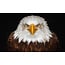 Wandkraft Bright Wings 015