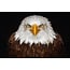 Wandkraft Bright Wings 015