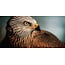 Wandkraft Bright Wings 017