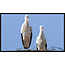 Wandkraft Bright Wings 022