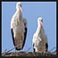 Wandkraft Bright Wings 022 - Wandkraft Ooievaars